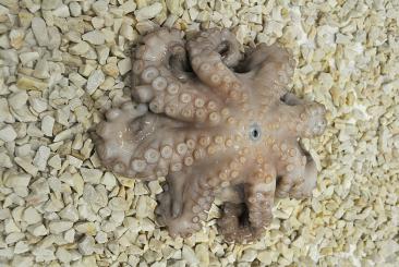 Octopus  2000/3000